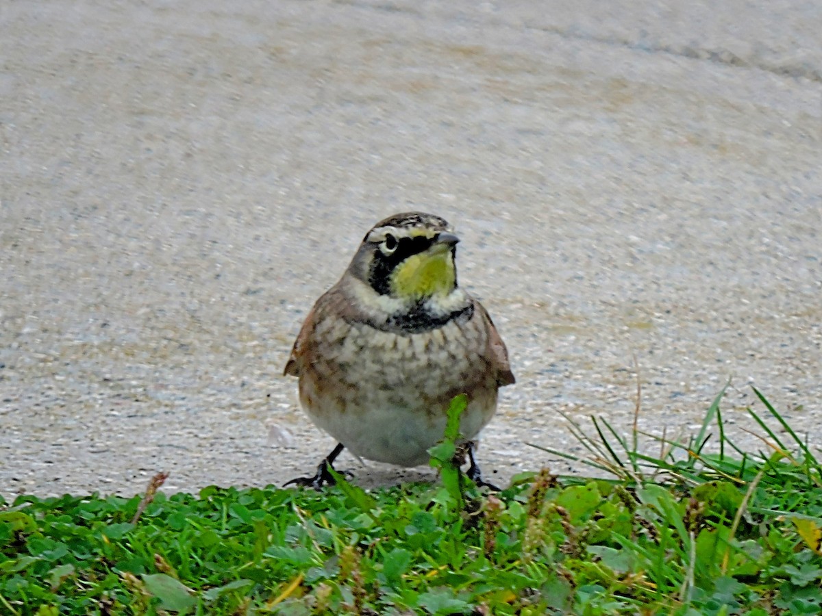 Horned Lark - ML375109651