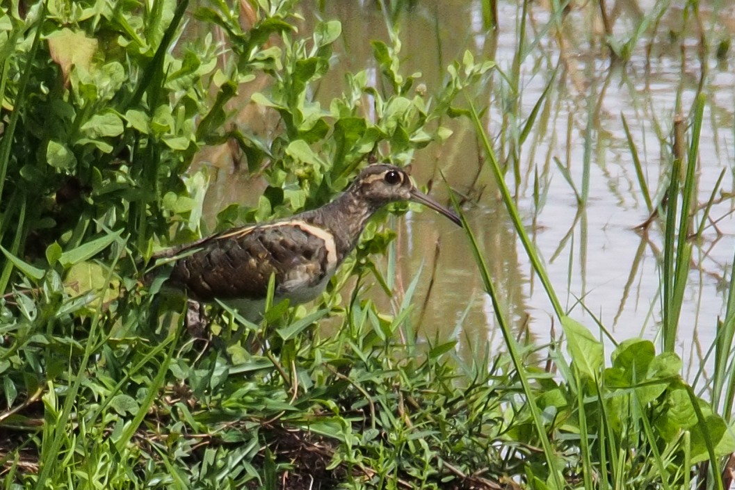 Greater Painted-Snipe - ML37510971