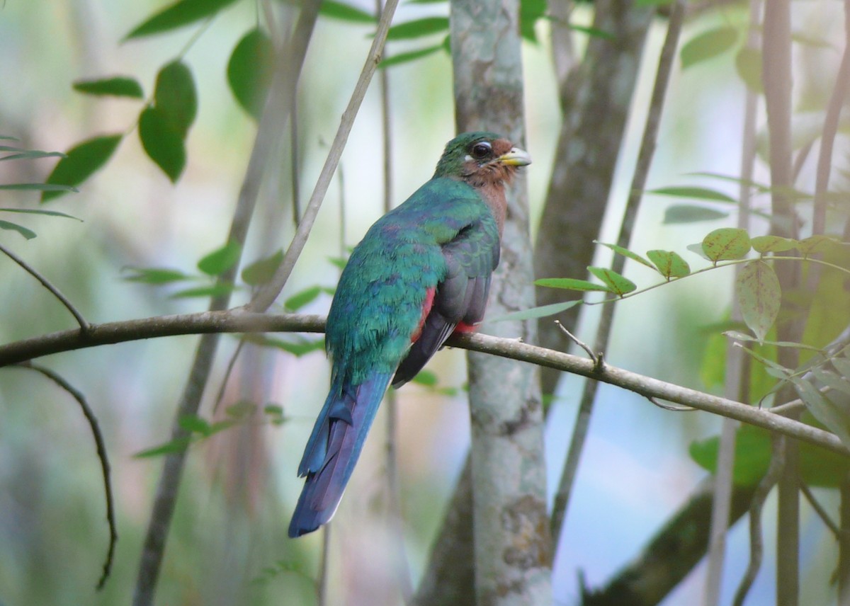 trogon africký - ML37511081