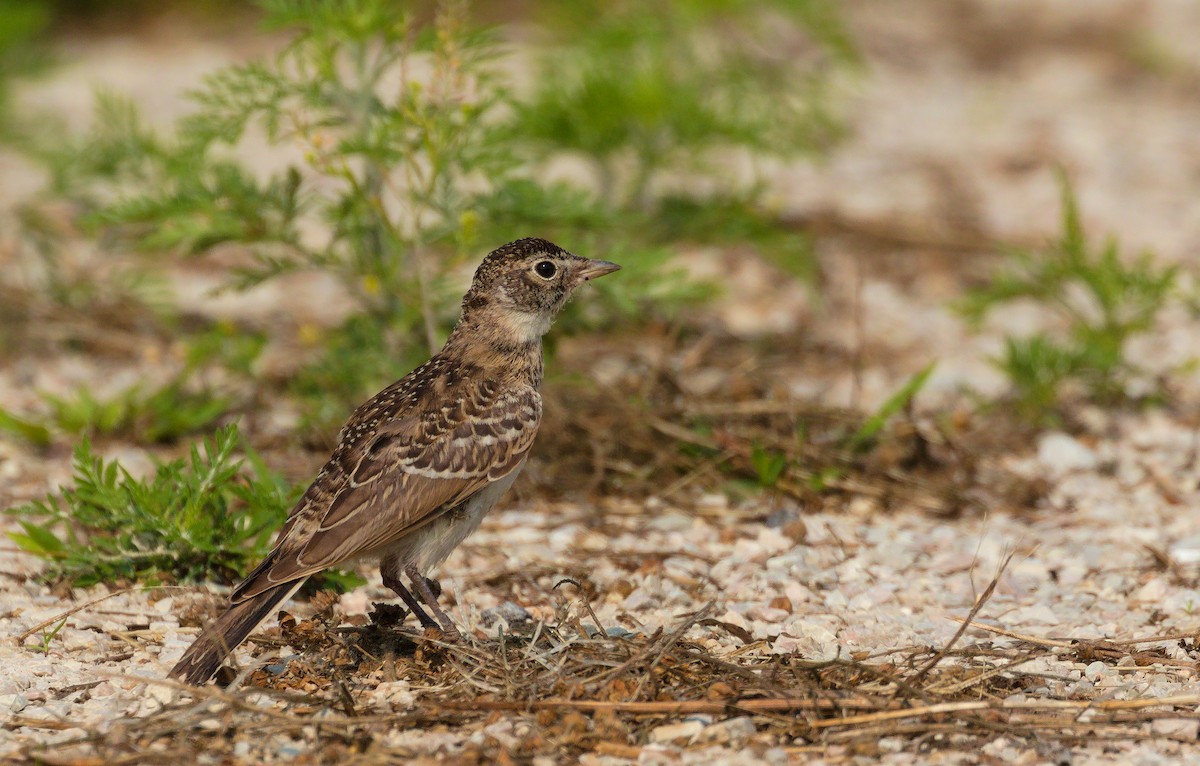 Horned Lark - Alex Mann