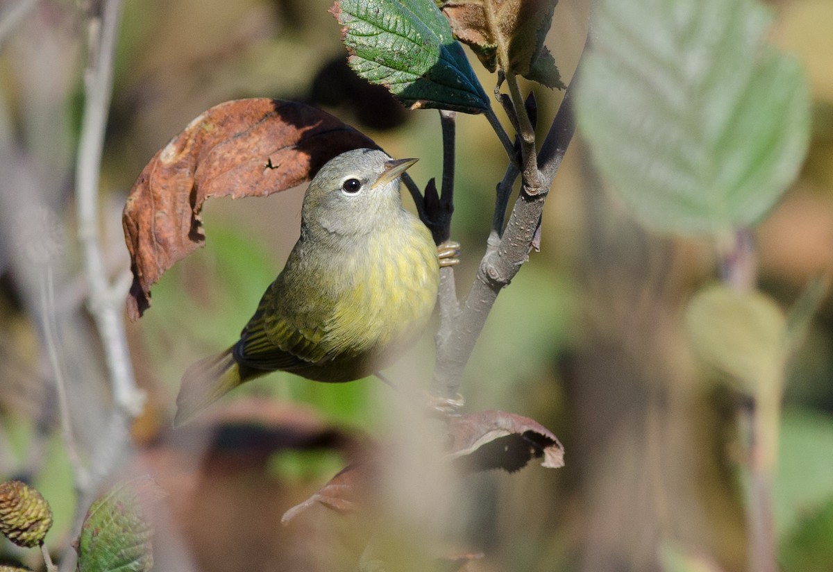 Orange-crowned Warbler - Alix d'Entremont