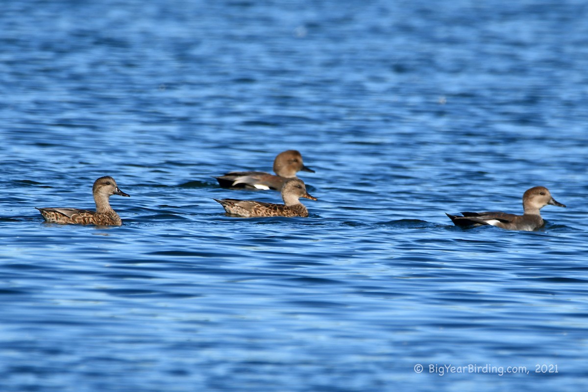 Canard chipeau - ML375111461