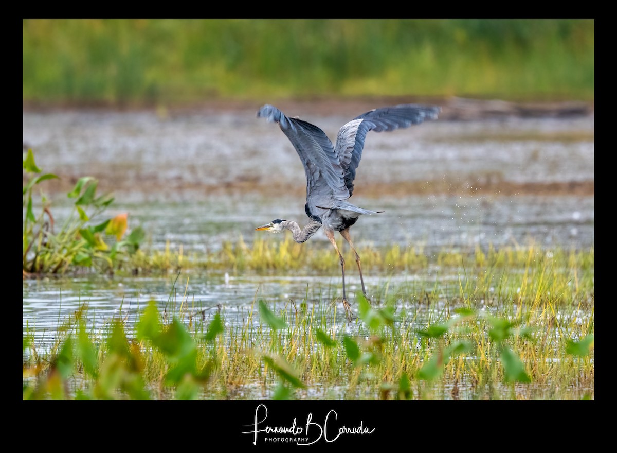 Great Blue Heron - Fernando Corrada