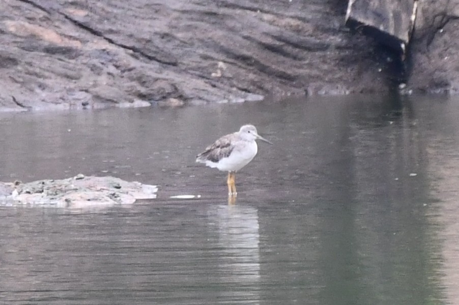 Greater Yellowlegs - ML375113221