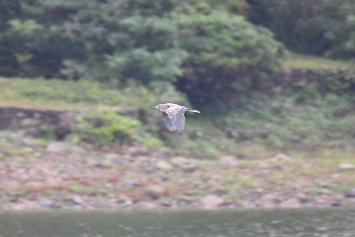 Yellow-crowned Night Heron - ML375113251