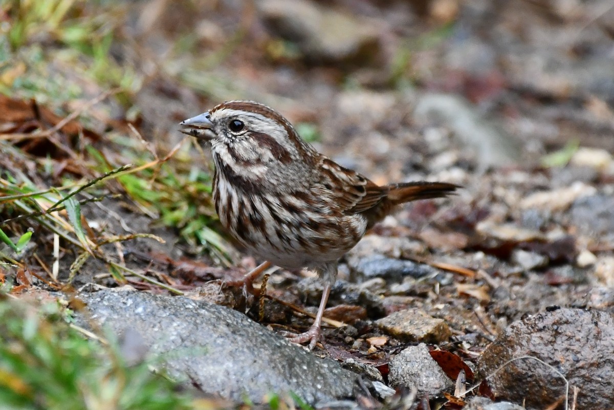 Song Sparrow - ML375113451