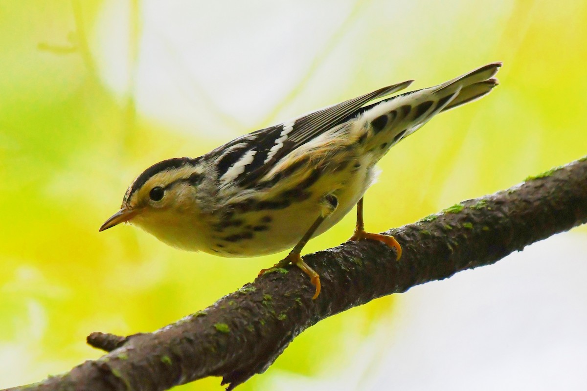 Black-and-white Warbler - ML375113591