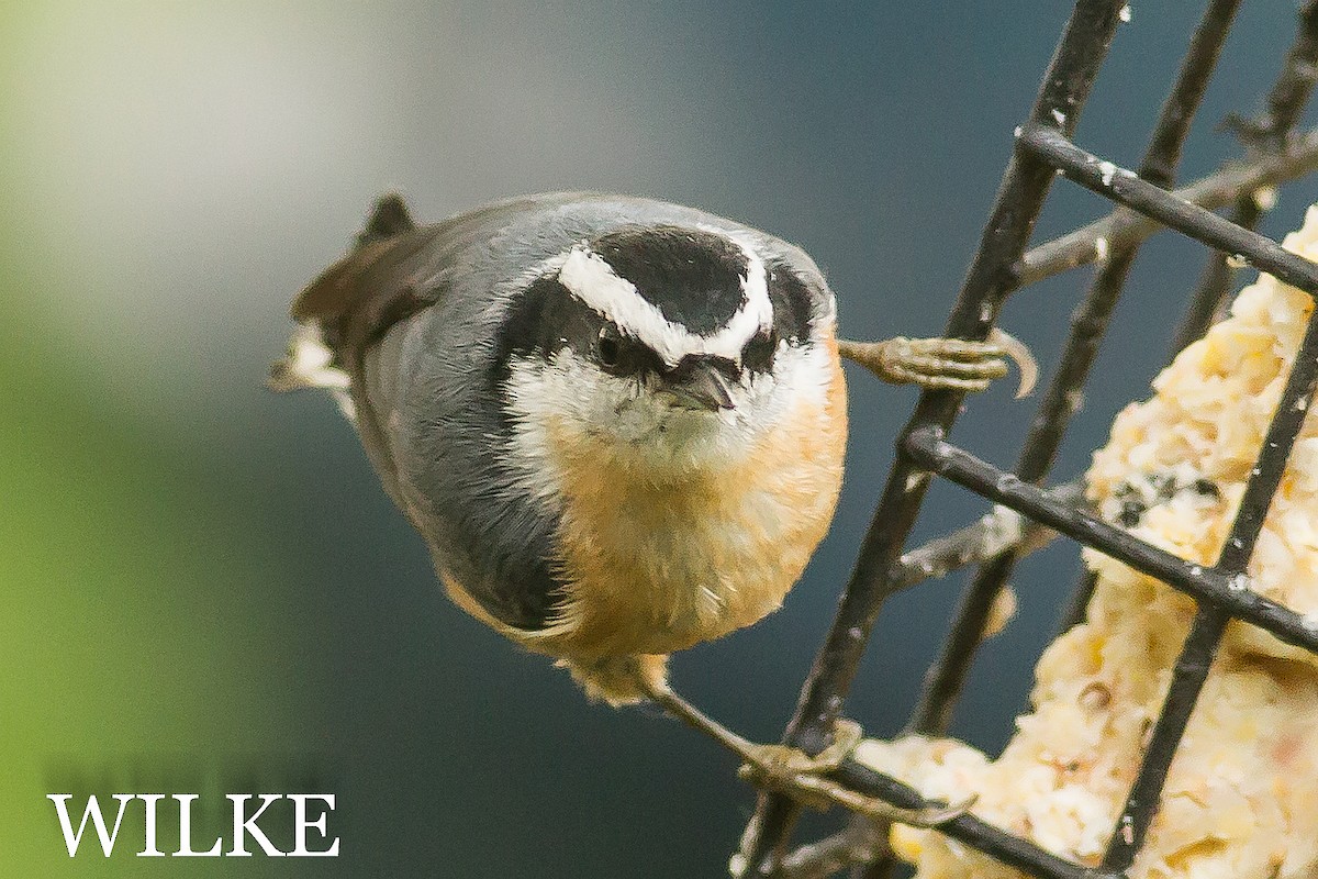 Red-breasted Nuthatch - ML37511371