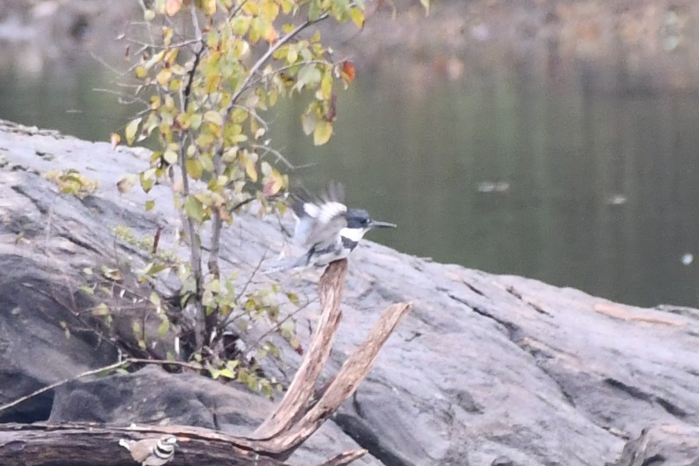 Belted Kingfisher - Kevin Kelly