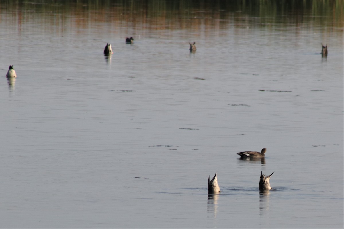 Gadwall - ML375115591