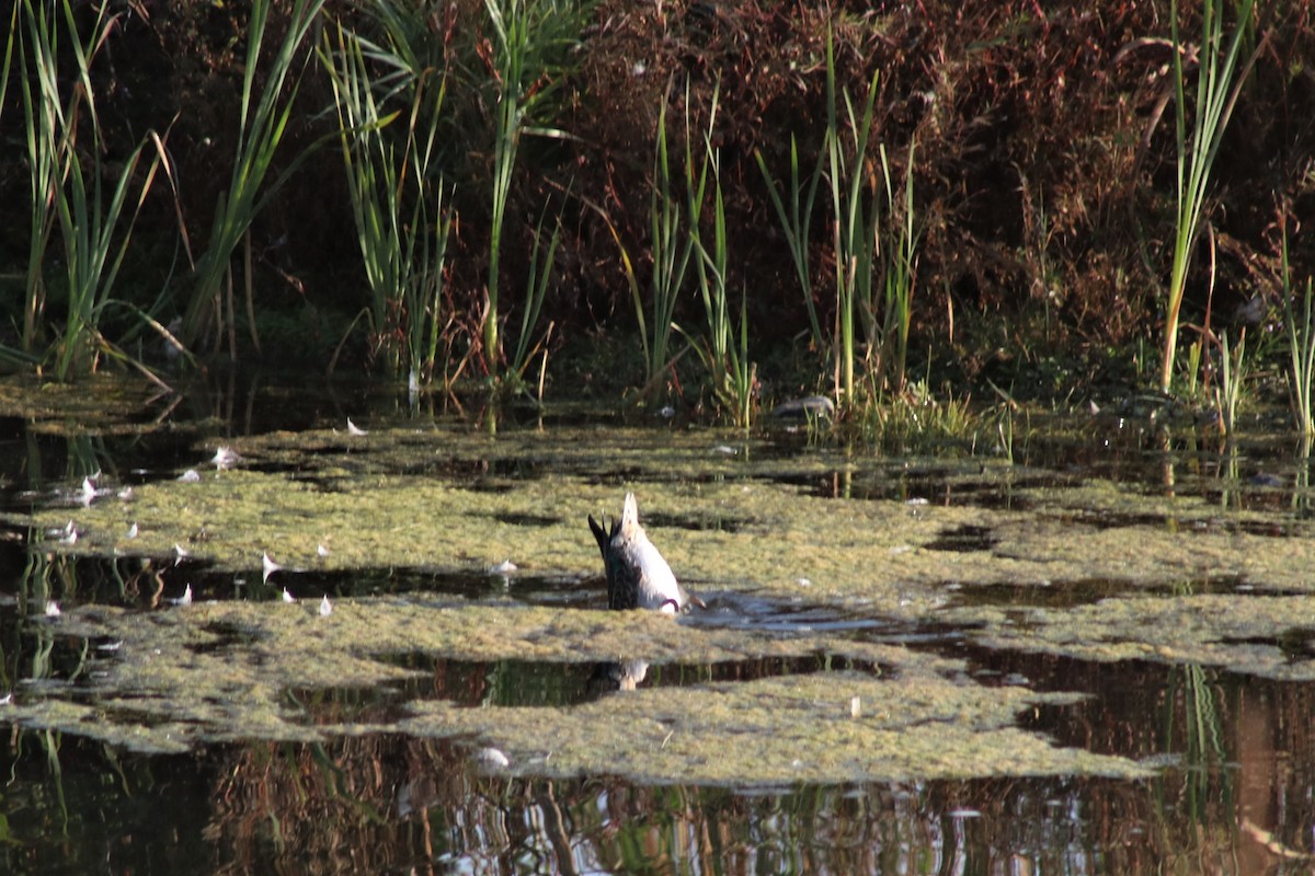 Green-winged Teal - ML375115771