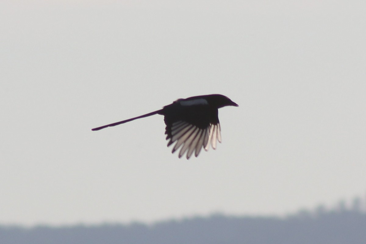 Black-billed Magpie - ML375115801