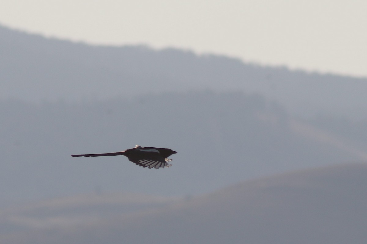 Black-billed Magpie - ML375115811