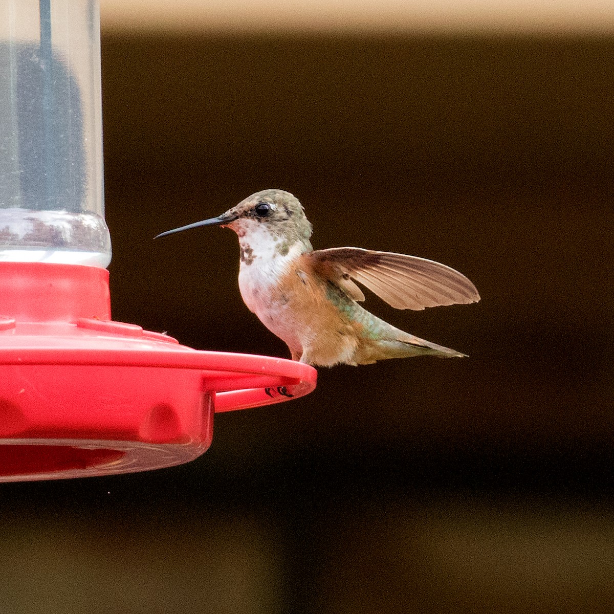Rufous Hummingbird - Don Weinell