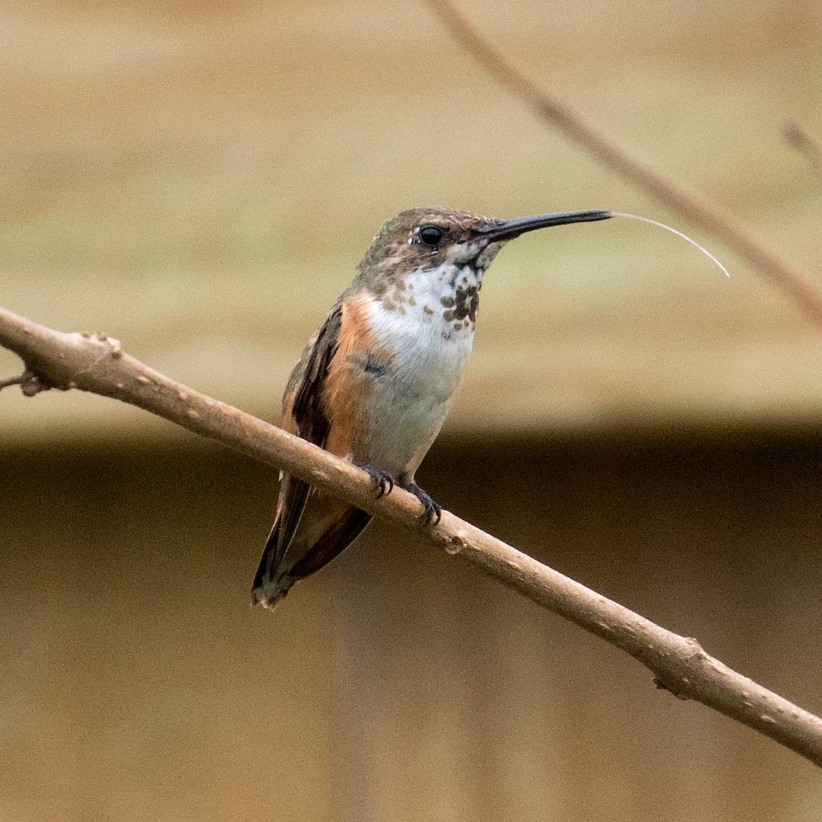 Rufous Hummingbird - Don Weinell