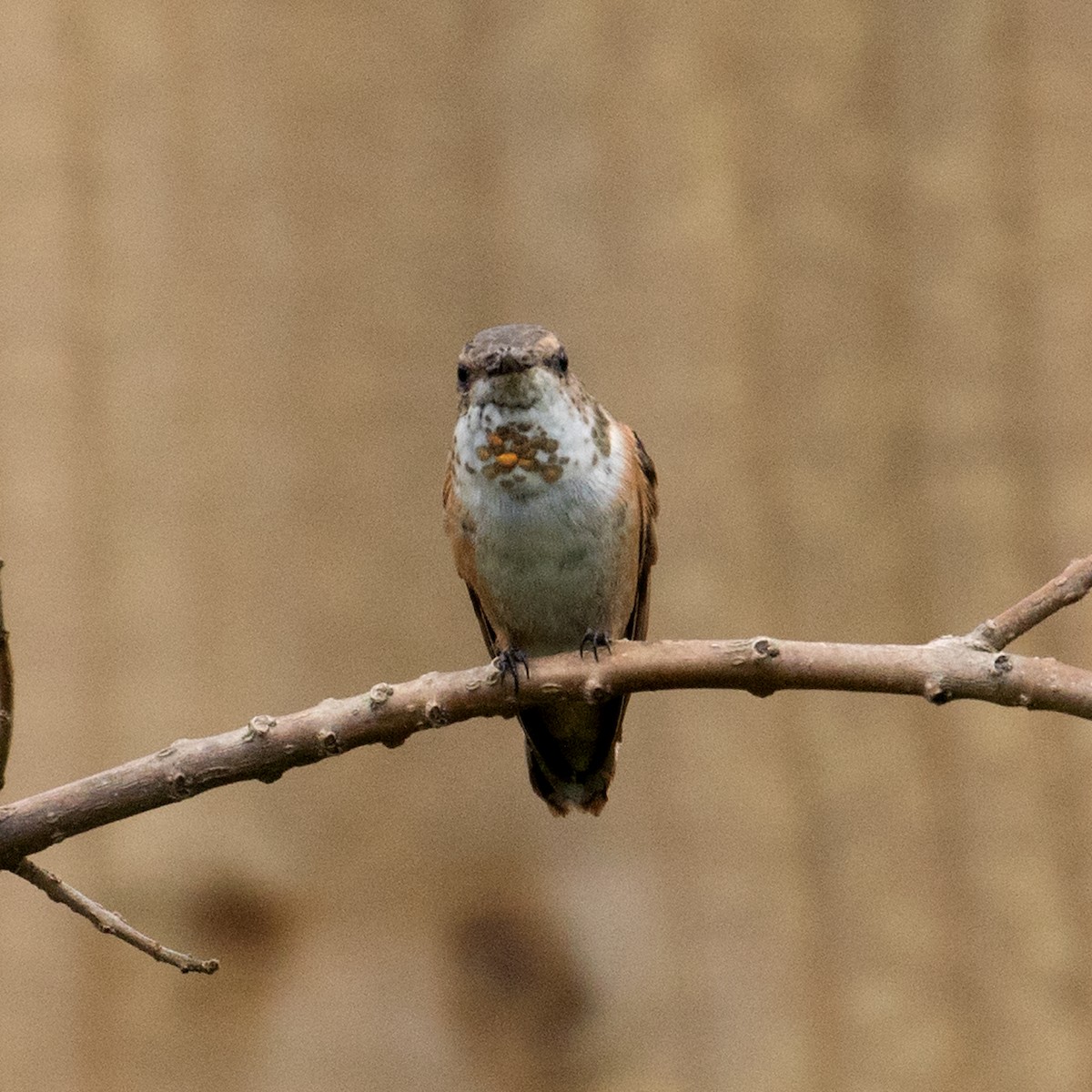 Rufous Hummingbird - Don Weinell