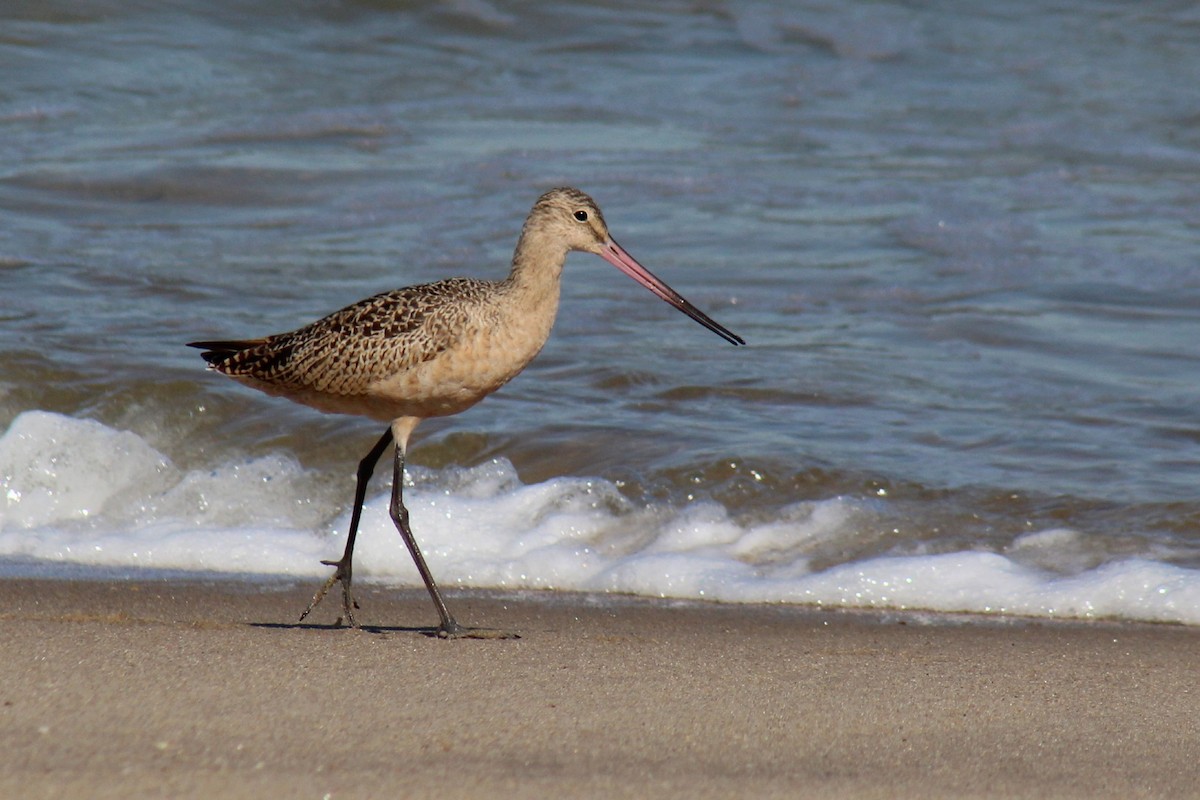 Marbled Godwit - ML375117081