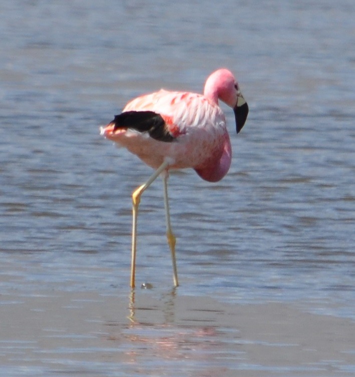 Andean Flamingo - ML375117721