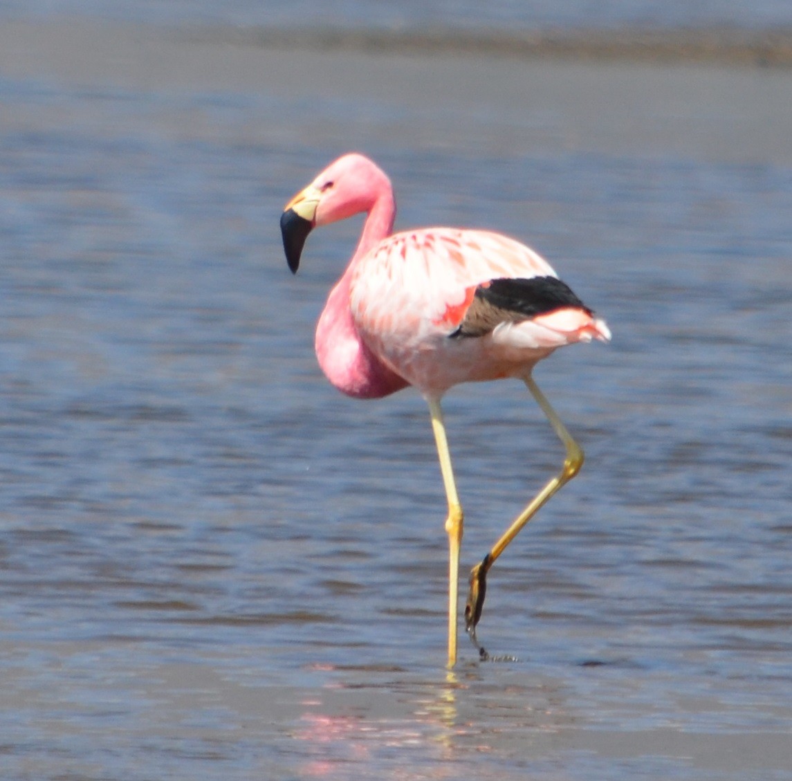 Andean Flamingo - ML375117731