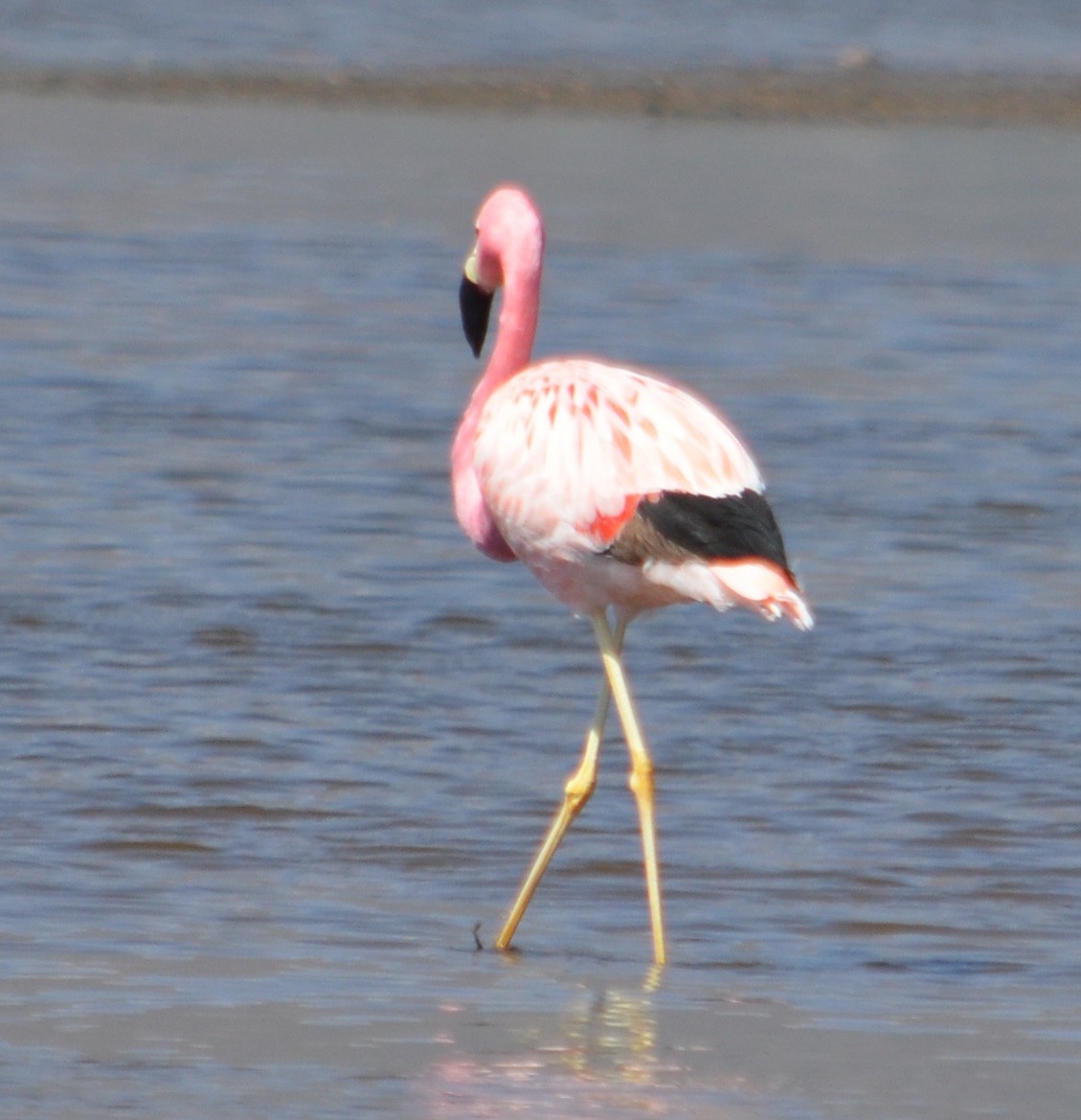 Andean Flamingo - ML375117741