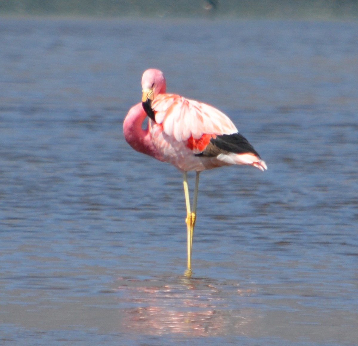 Andean Flamingo - ML375117751