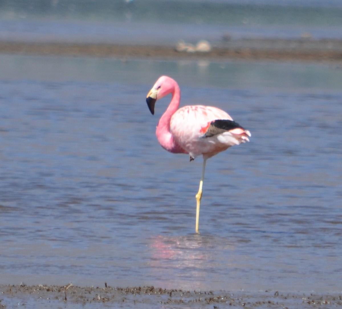 Andean Flamingo - ML375117761