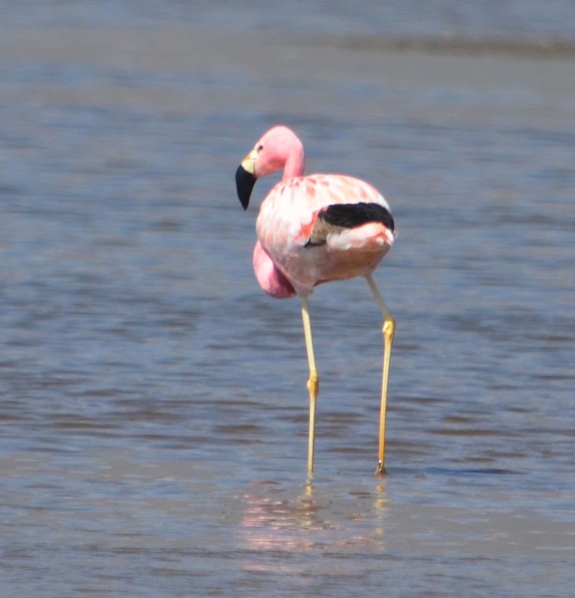Andean Flamingo - ML375117771