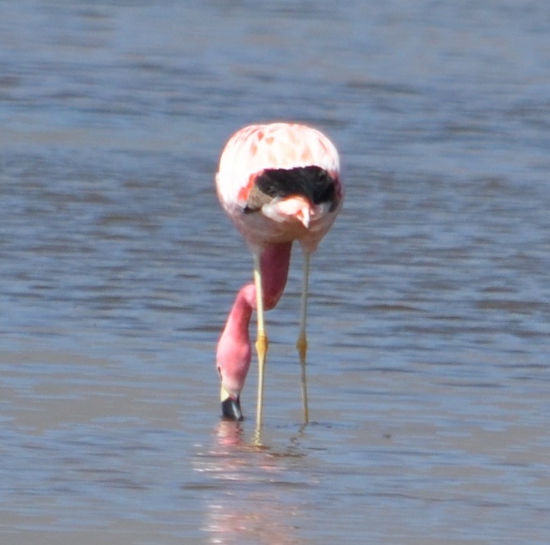 Andean Flamingo - ML375117791