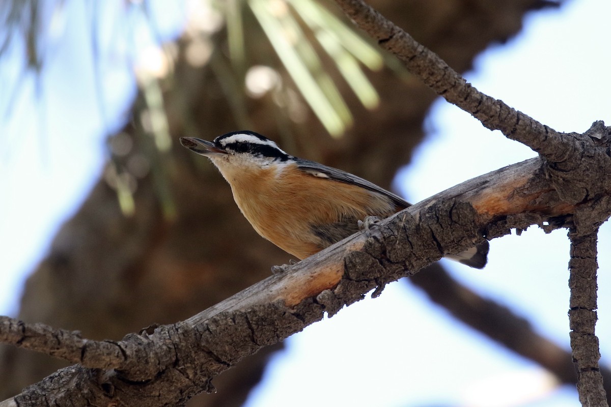 Red-breasted Nuthatch - ML37511851