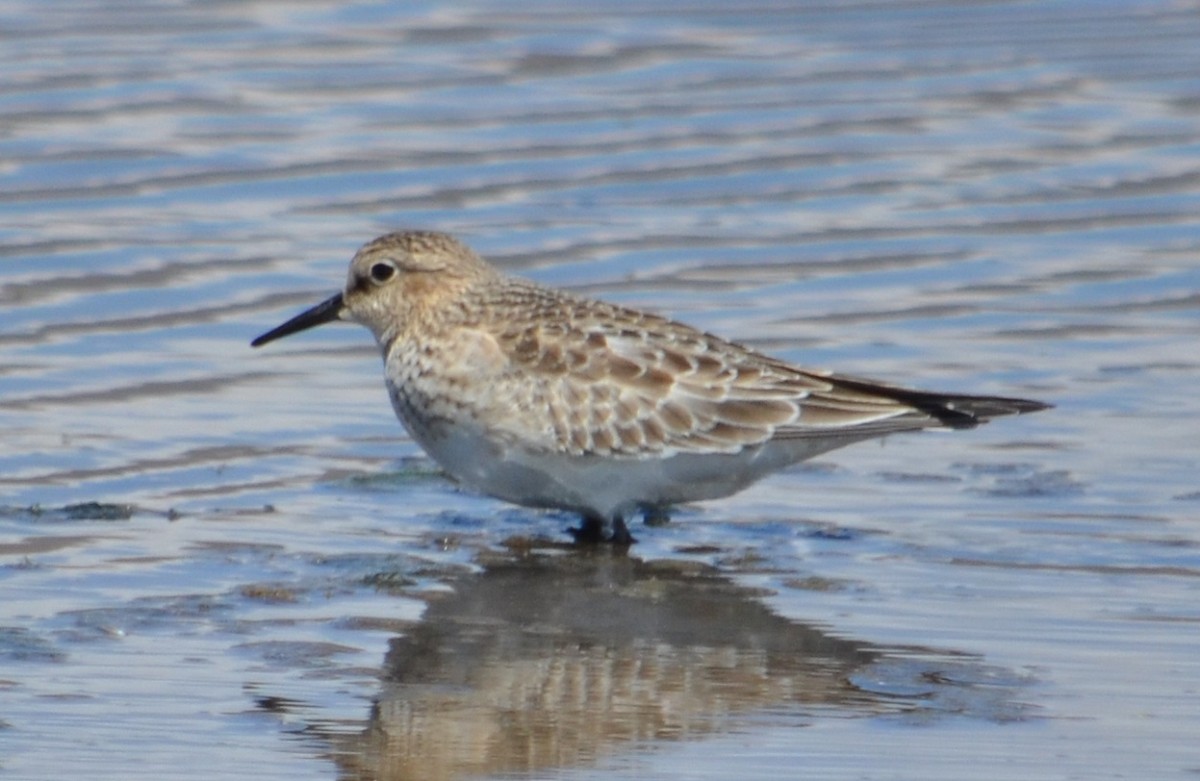 Baird's Sandpiper - Viviana Fuentes