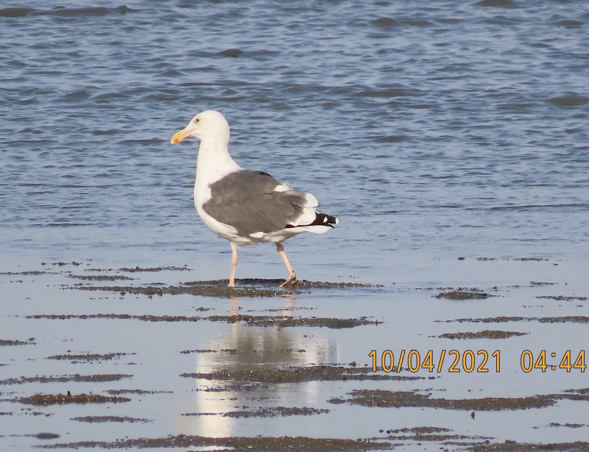 Western Gull - George Chrisman