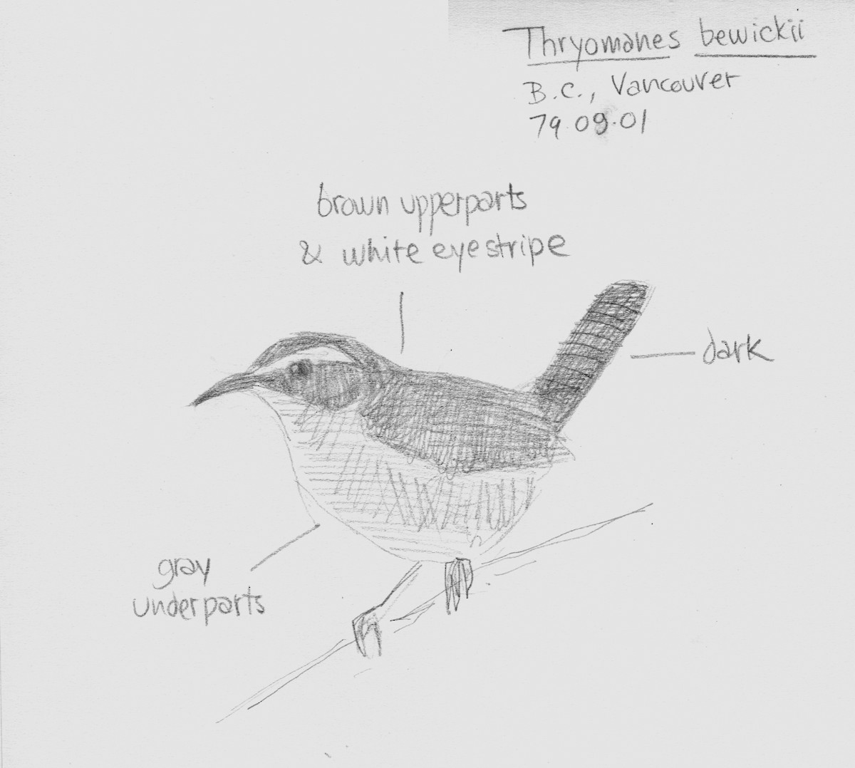 Bewick's Wren - ML375122161