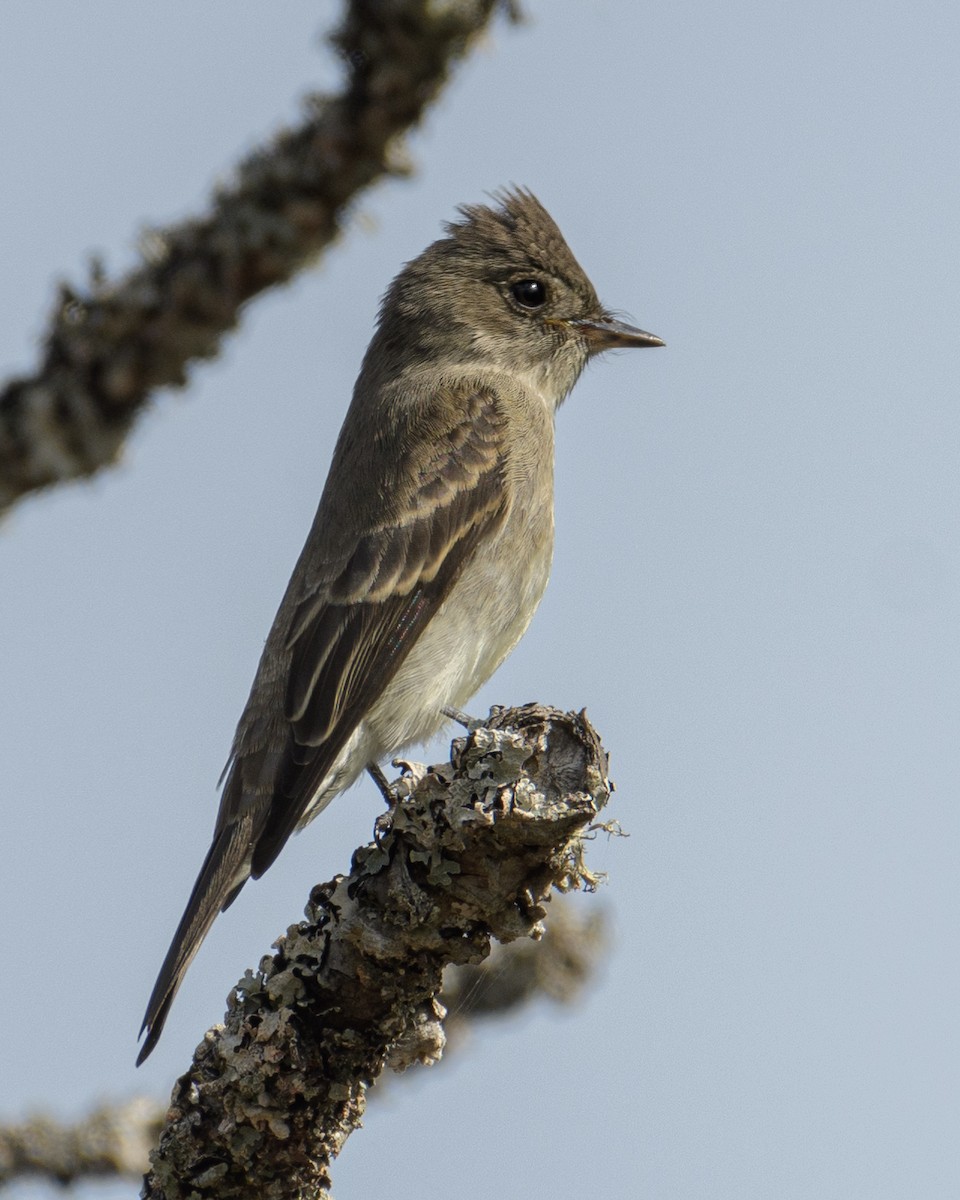 Western Wood-Pewee - ML375122561