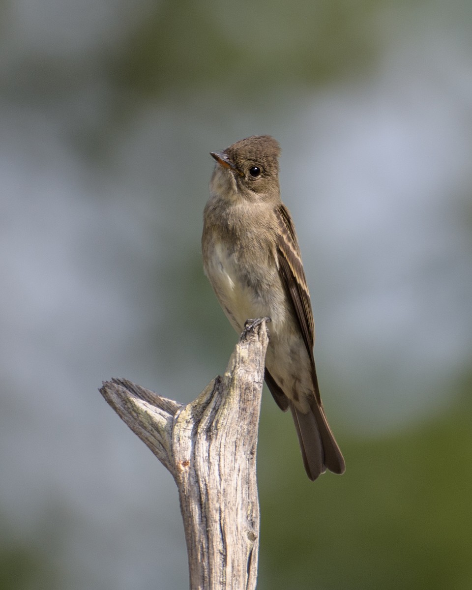 Western Wood-Pewee - ML375122571