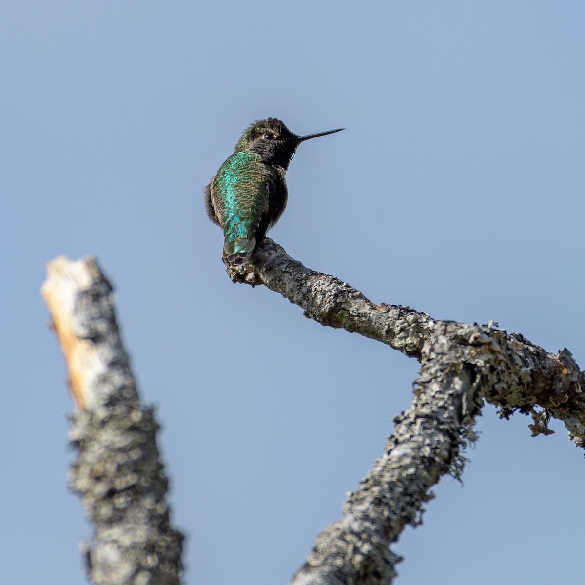 Anna's Hummingbird - ML375123071