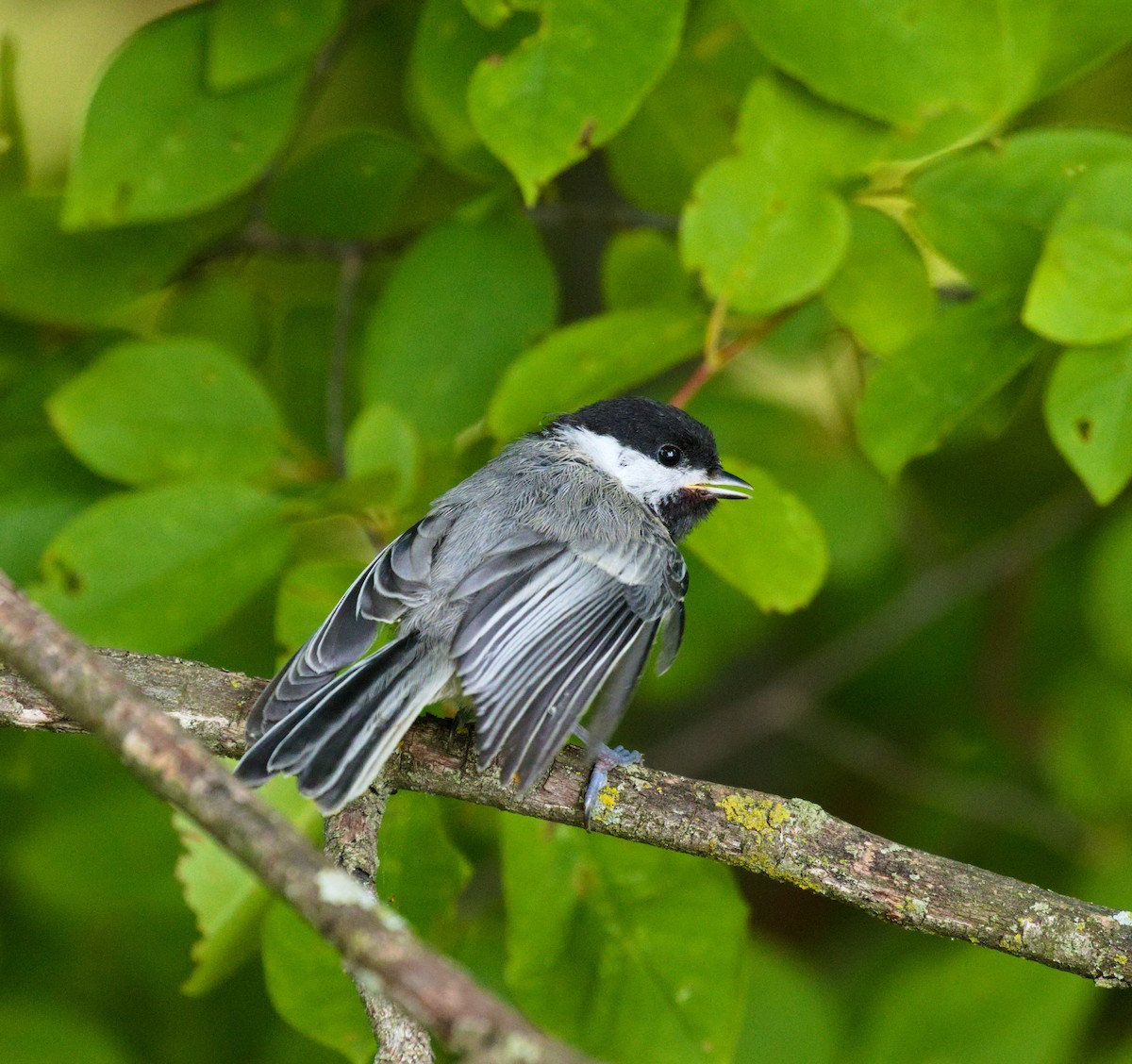 Black-capped Chickadee - ML375123521
