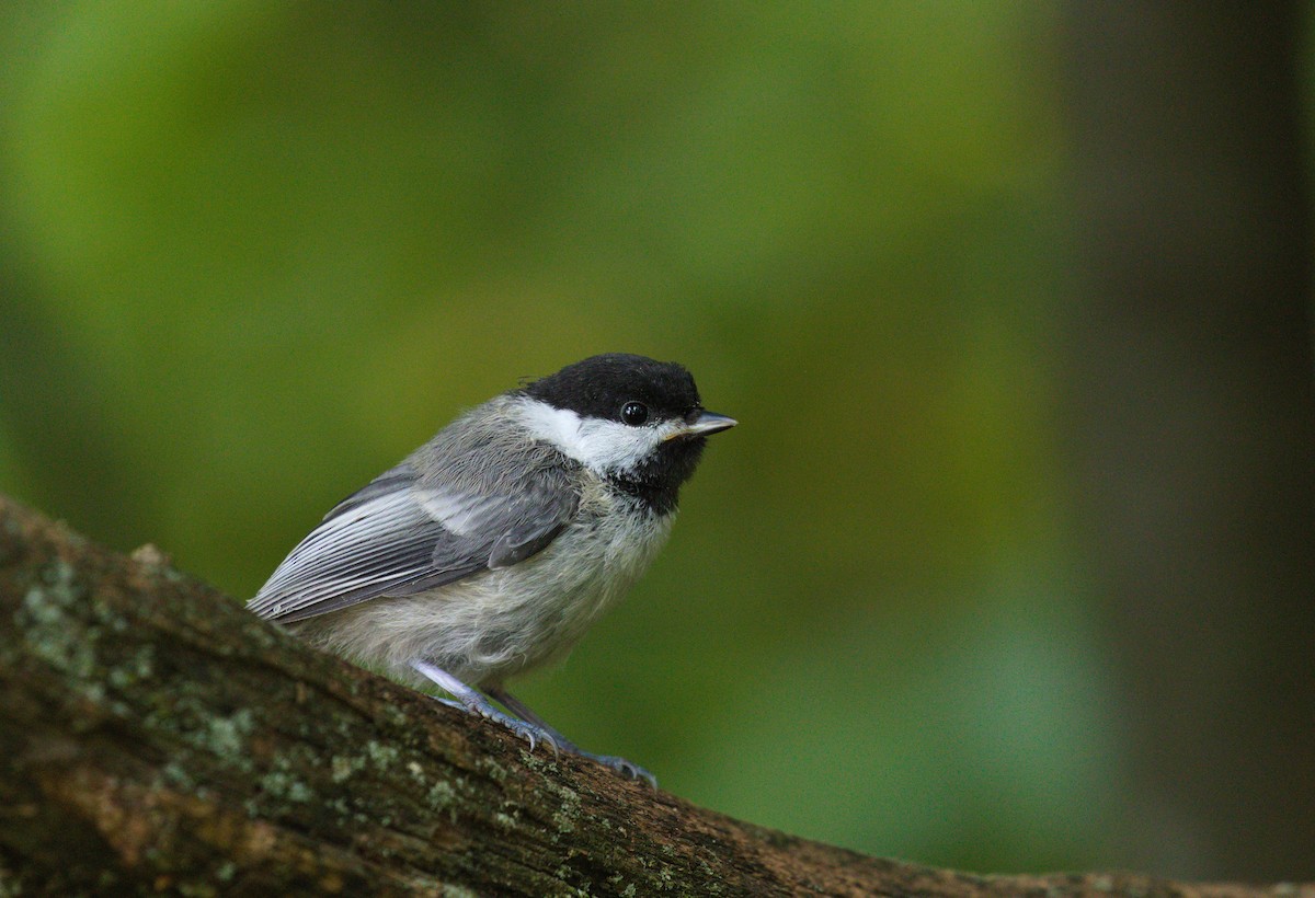 Black-capped Chickadee - ML375123721