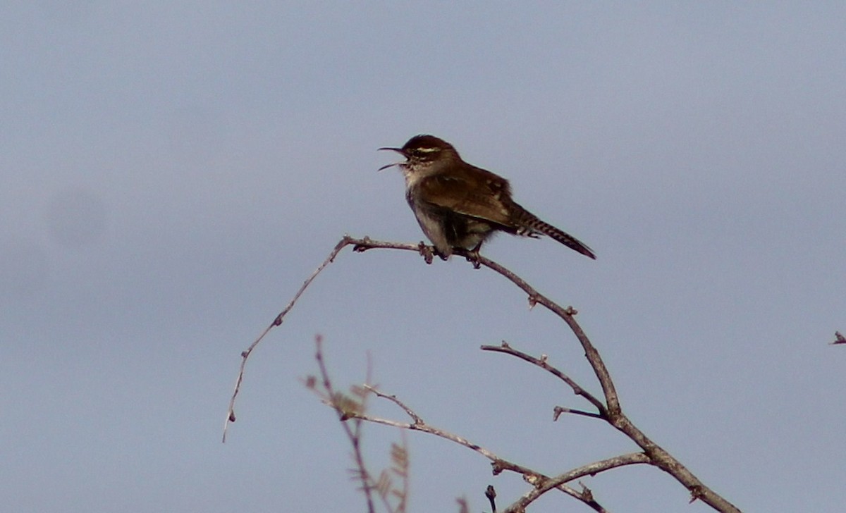 Bewick's Wren - ML375124581