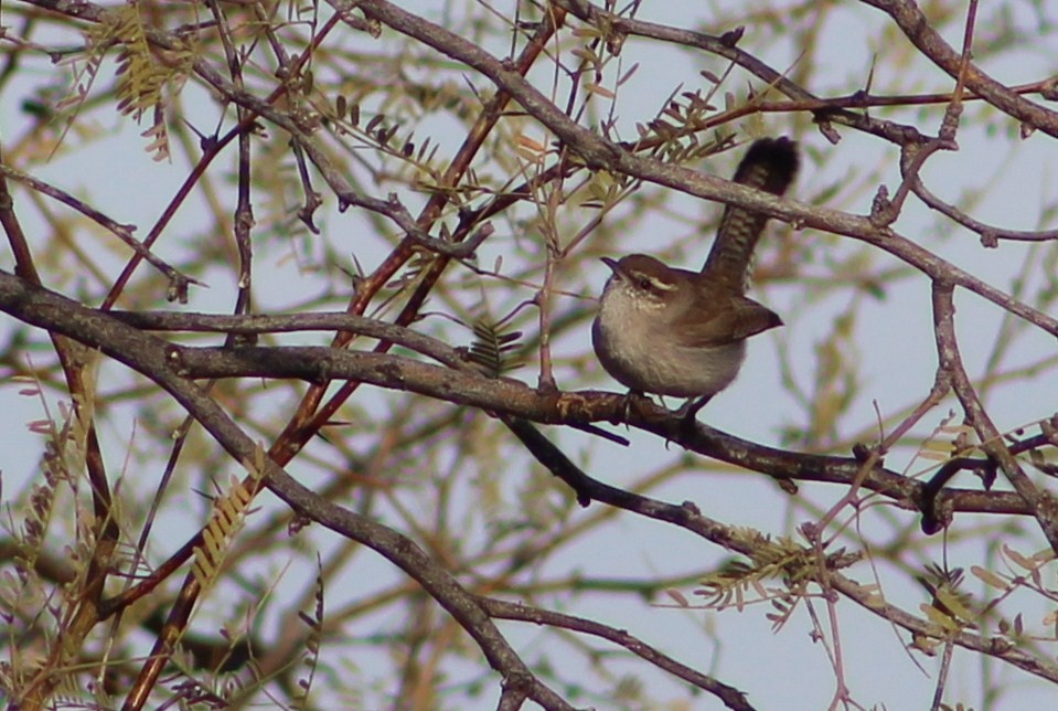 Bewick's Wren - Tommy DeBardeleben