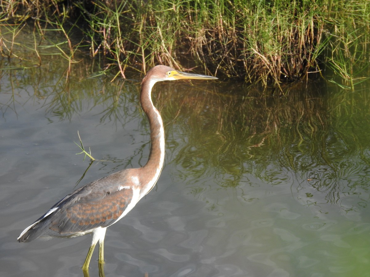 Tricolored Heron - ML375125871