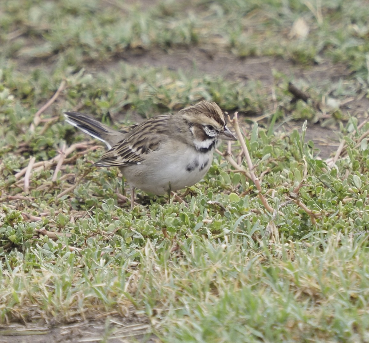 Lark Sparrow - David Sexton