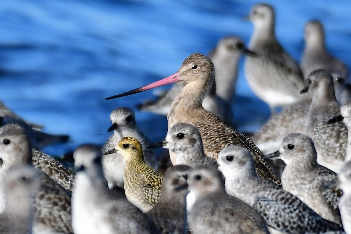 Marbled Godwit - Sia McGown