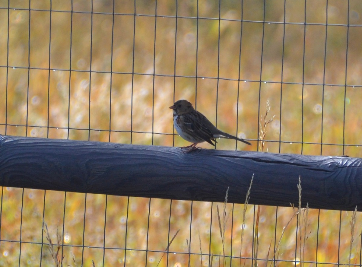 Harris's Sparrow - ML375126241