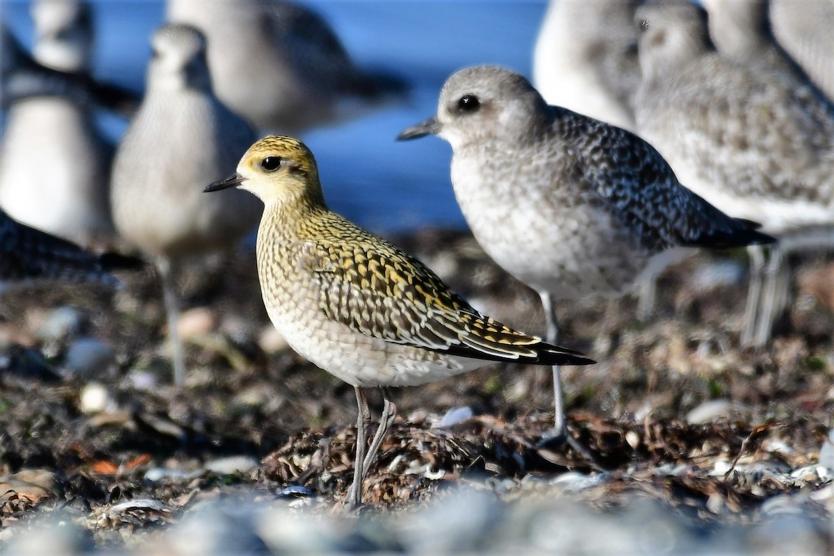 Pacific Golden-Plover - ML375126731