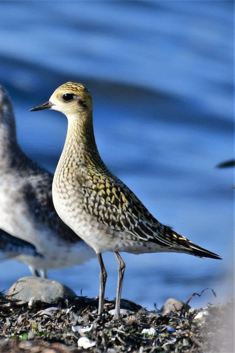 Pacific Golden-Plover - Sia McGown