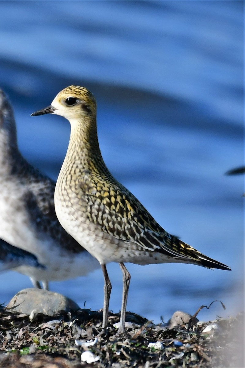 Pacific Golden-Plover - ML375126761