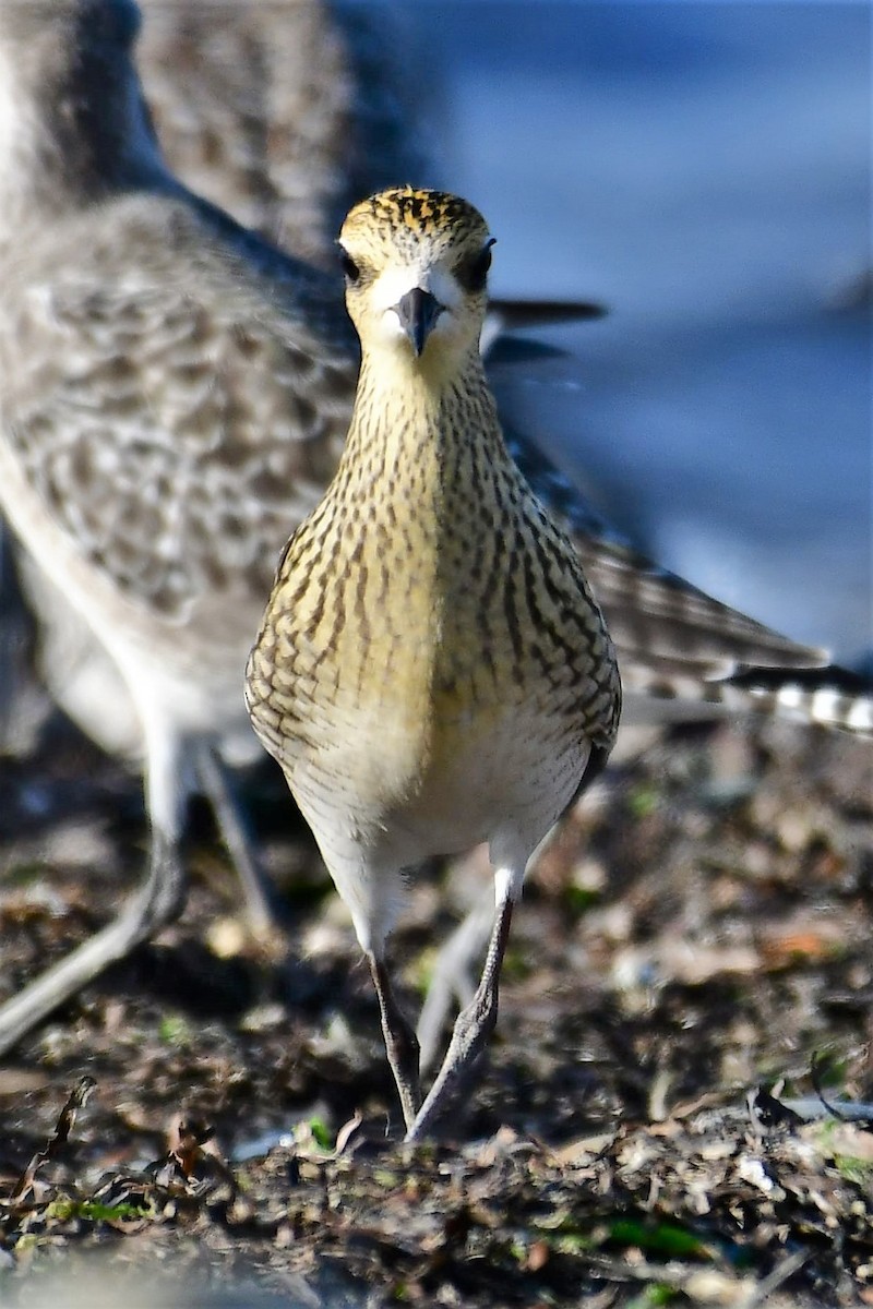 Pacific Golden-Plover - Sia McGown