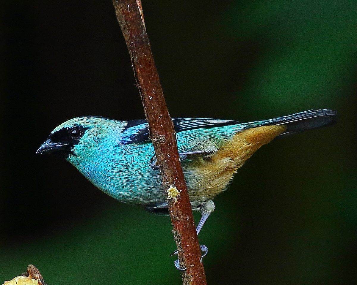 Metallic-green Tanager - ML37512761