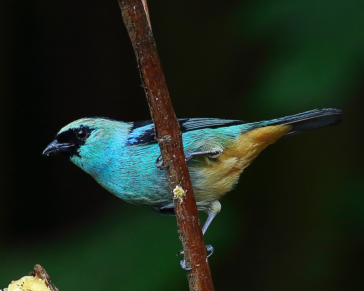 Metallic-green Tanager - ML37512771