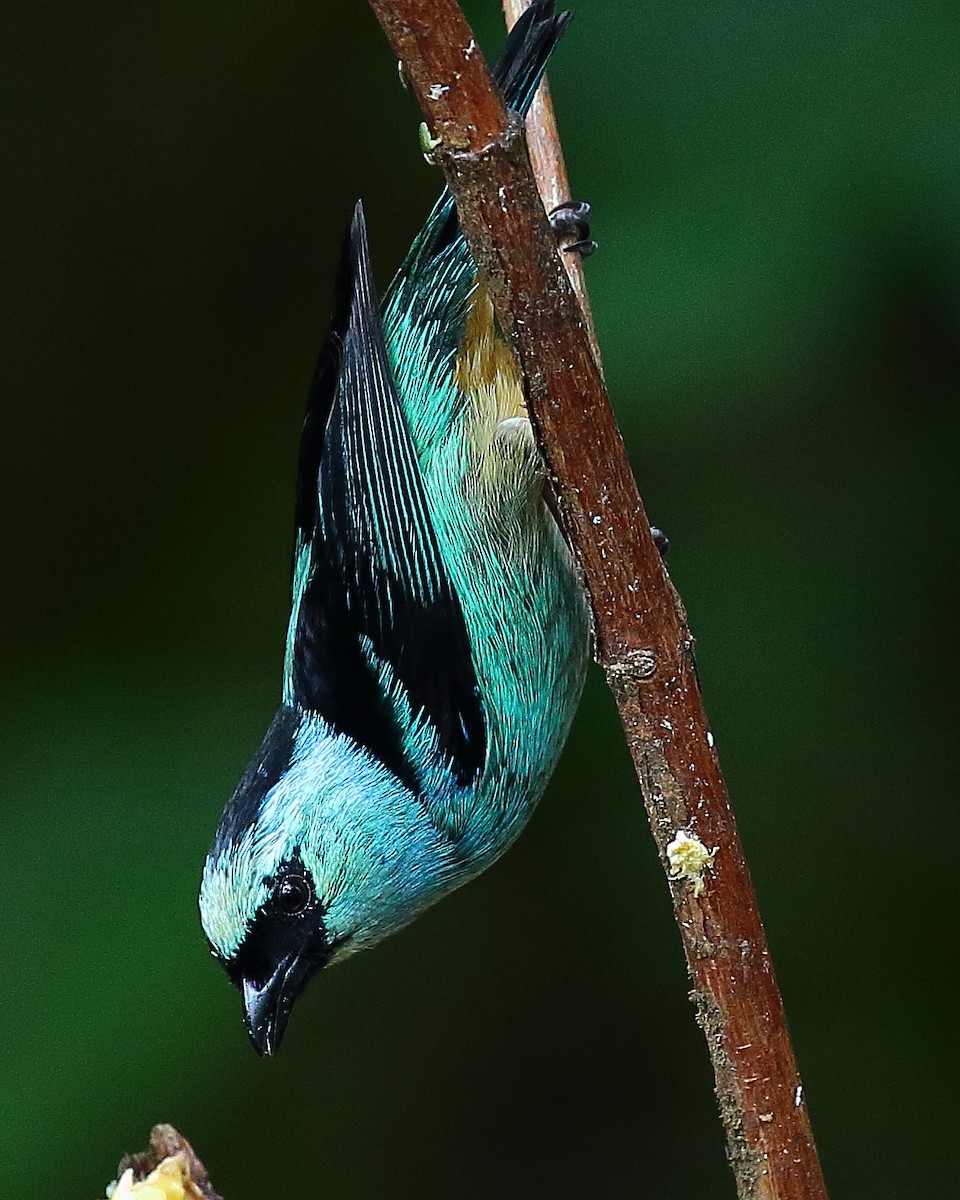 Metallic-green Tanager - ML37512801